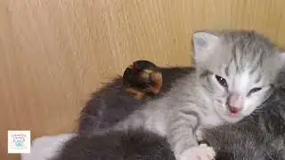 2 week old kittens!  