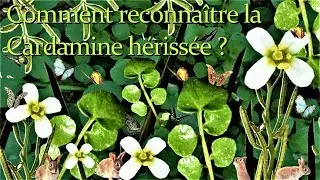 Comment reconna&icirc;tre la Cardamine h&eacute;riss&eacute;e ?