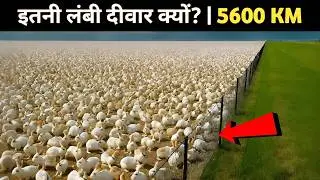 ऑस्ट्रेलिया की सबसे लंबी दीवार | 5600 KM Long Fence You&rsquo;ve Never Heard Of