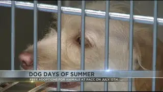 Find a furry friend at PACC's Dog Days of Summer event