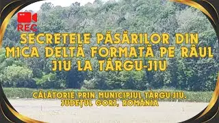 Află secretele păsărilor din mica deltă formată pe Jiu la Târgu-Jiu - zoom #birds #wildlife #jiu
