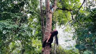 Agricultural vehicle transporting wood; girl with exceptional tree-climbing skills.