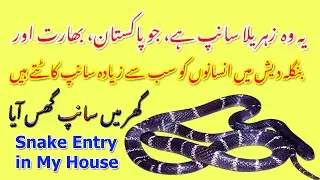 Ghar me Saanp Ghus Aaya | Snake Entry in House | snake video