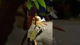 Bakawali flowers blooms at 12 midnite n when d sun rise, it's withered