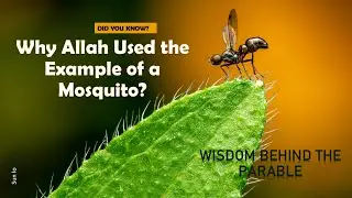 Example of Mosquito || Wisdom behind parables || Al Quran || Sun Lo