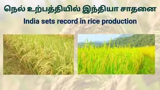 நெல் உற்பத்தியில் இந்தியா சாதனை &bull; India Sets Record in Rice Production 