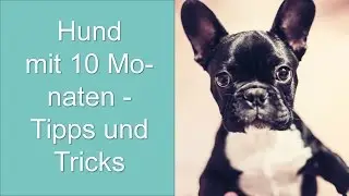 Hund mit 10 Monaten - Tipps und Tricks