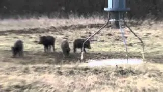 Staliking wild boar in Croatia 2