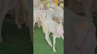 will see a&nbsp;goat farm&nbsp;organized by young boy ta Marhaba Goats&nbsp;farming. #goatsfarming #gulabigoats