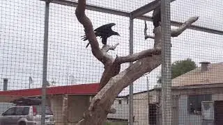 Wedgetail Eagles at Cocklebiddy Roadhouse, South Australia