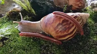 What Happens When Millipedes and Snails Share a Space ? #UnexpectedNature #Millipede #Educational