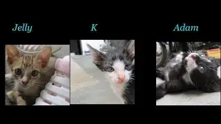 3 playful and healthy kitties