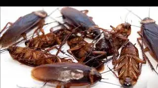 Pest Control Auburn