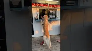 my dog creating a core memory #dog #cutedog #goldenretriever #shorts #sweet #puppy
