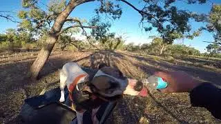 QUAD HUNT