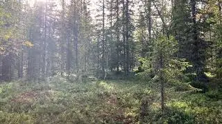 Jakttrening med Solstrimmans Finn-Ruska 18 måneder gammel 