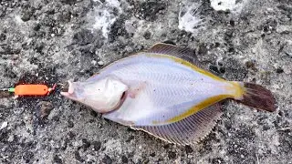 【北海道釣り】この時期にブラーでボトム攻め！！