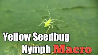 Creosote Bush Plant Bug - Phytocoris vanduzeei Seedbug Nymph Macro Video