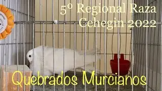 Quebrados Murcianos participantes en el 5º Regional Murciano de Raza (Cehegin 2022)