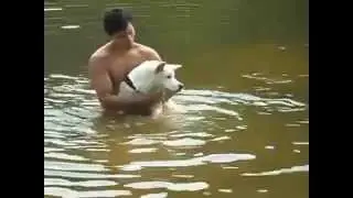 The Dog who do not know swimming