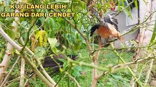 TERNYATA BURUNG KUTILANG LEBIH S*D*S DARI CENDET