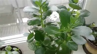 Как заставить каланхоэ ветвиться