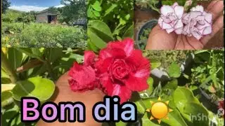 Fazendo enxertos salvando material de lindezas vamos conferir 