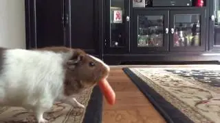 Guinea pigs jumping floor lava while holding carrots