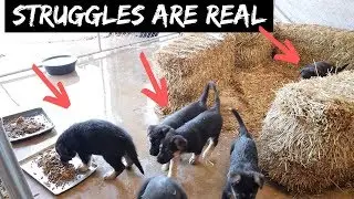 Day In The Life Starts With These Starving German Shepherd Puppies