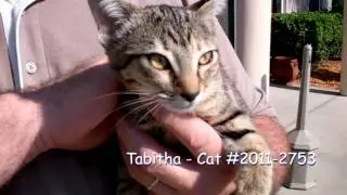 Osceola County FL Pets of the Week - Rufus, Rastus, and Tabitha