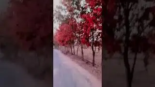 Nature tree status video #tree #new #nature #beststatus #shorts #youtubeshort