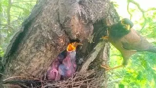 A beautiful place for Common Myna bird nests EP09 Review life birds