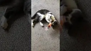 The best simple toys for a cat / Простые радости для кота #cat #catfashion #catstoys #cats2025  #250