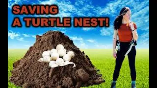 How To Rescue A Turtle Nest, With Tara!
