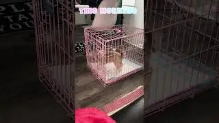 She Ate Her POOP&hellip; Twice 😩 So Now We Cage Training (Ep. 1)