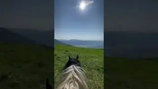 Катонқарағай❤️