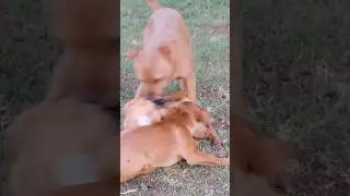 Hybrid dogs can be genetically stronger due to increased genetic diversity