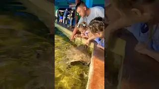 A Magical Moment With Stingrays at Seaworld #seaworld #orlando #florida #stingray #animalencounters
