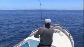 Big Yellowin Tuna on a Popper - Galapagos, Ecuador