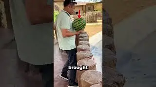 Он принёс бегемоту арбузы 😱