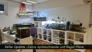 Zebra Apfelschnecken und Plan f&uuml;r das neue Garnelen Regal #aquaristik