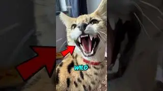 Top 3 Wild Cats That Can Be Pets