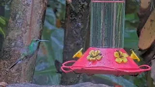 White-vented Plumeleeter Hovers At The Panama Hummingbird Feeder &ndash; Sept. 30, 2024