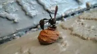 Potter Wasp (Eumenes fraternus)