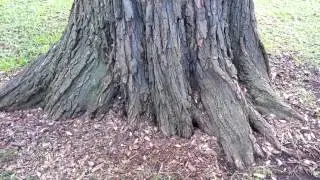 Tipuana tipu - Pride of Bolivia - Rosewood HD 01