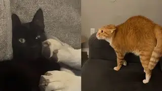 TRY NOT TO LAUGH😁 | AMUSING PETS | FUNNY CATS & DOGS V16 | FUNNYPAWS