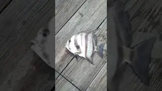 Daytona Pier Fishing Day 1 #fishing #share #viral #HookedNCooked