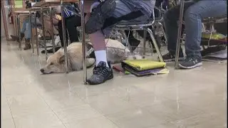 Erie Co. Sheriff Have New Therapy Dog