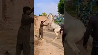 Aggressive horse #horse #dangerous #village #desi