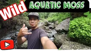 WILD AQUATIC MOSS